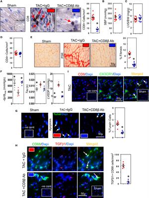 Crosstalk between cytotoxic CD8+ T cells and stressed cardiomyocytes triggers development of interstitial cardiac fibrosis in hypertensive mouse hearts